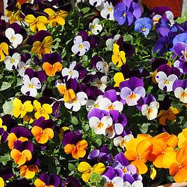 Viola Pot Pouri Mixed