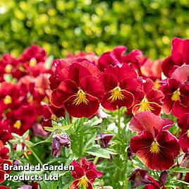 Viola Scarlet