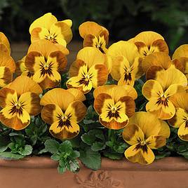 Viola F1 Sorbet™ Honeybee