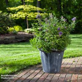 Vitex agnus-castus Blue Puffball