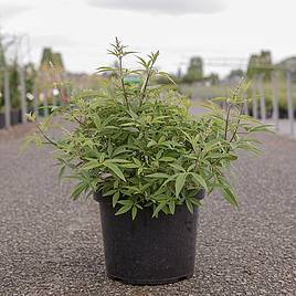 Vitex agnus-castus Galactic Pink