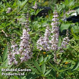 Vitex agnus-castus Pink Pinnacle