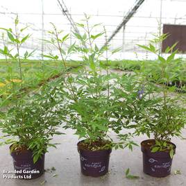 Vitex agnus-castus Queen Bee
