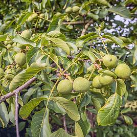 Walnut Lara®