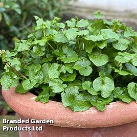 Wasabi Plant