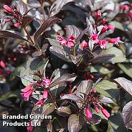 Weigela Victoria