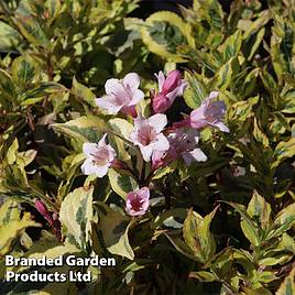 Weigela florida Magical Rainbow