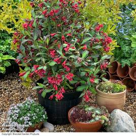 Weigela Camouflage