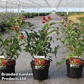 Weigela Cherry Love