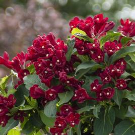 Weigela Cherry Love