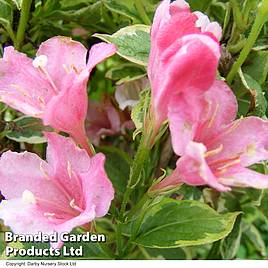 Weigela Kosteriana Variegata