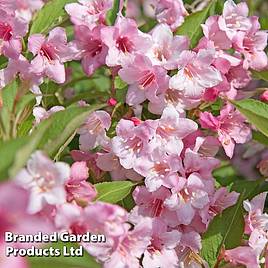 Weigela rosea