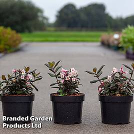 Weigela Vintage Love