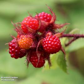 Japanese Wineberry