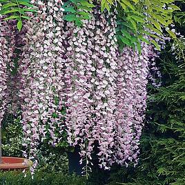 Wisteria floribunda Rosea