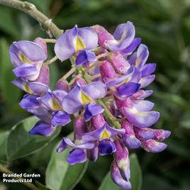 Wisteria macrostachya Blue Moon