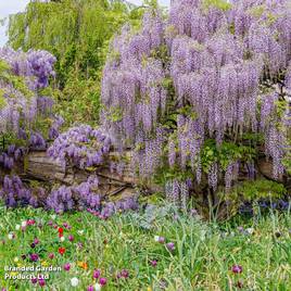 Wisteria floribunda Lavender Lace