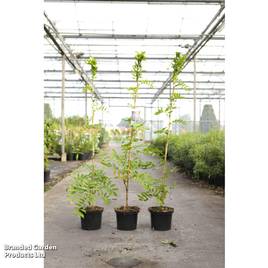 Wisteria floribunda Violacea Plena
