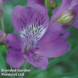 Alstroemeria Allure