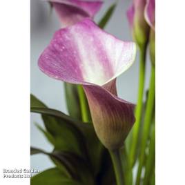 Zantedeschia aethiopica Pink (Marginal Aquatic)