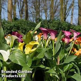 Calla Lily Spectrum Mixed