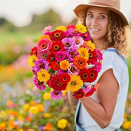 Zinnia Dahlia Flowered Mixed - Seeds