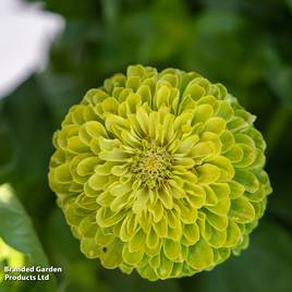 Zinnia Lime Green