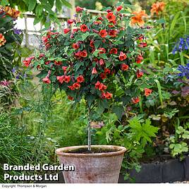 Abutilon megapotamicum Red Trumpet (Patio Standard)