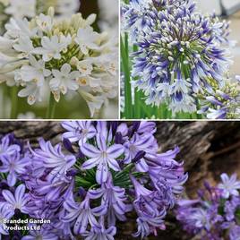 Agapanthus Purple Collection