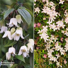 Clematis All Season Duo
