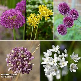 Bumper Allium Collection