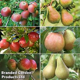 Apple and Pear Family Collection