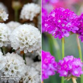 Armeria Dreameria Dreams Duo