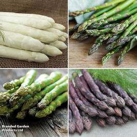 Asparagus Spring Planting Collection