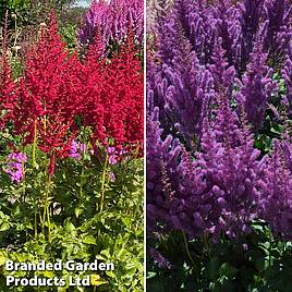 Astilbe chinensis Pearl Collection