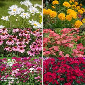 Autumn Bumper Perennial Collection