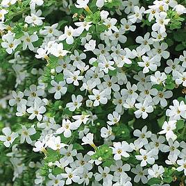 Bacopa Snowtopia