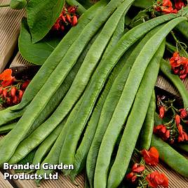 Runner Bean Scarlet Empire