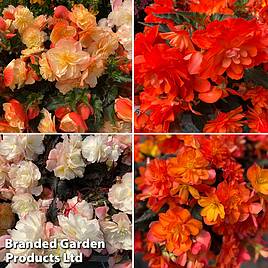 Begonia iconia Citrus Shades Collection