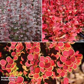 Berberis Collection