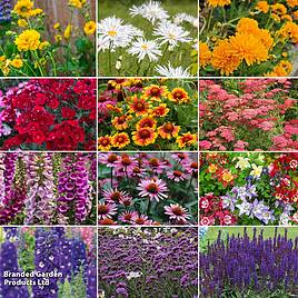 Best Value Bloom Perennial Collection