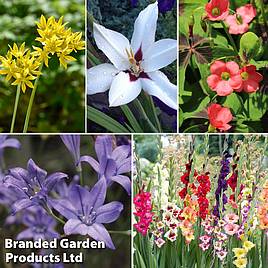 Summer Bulb Mix