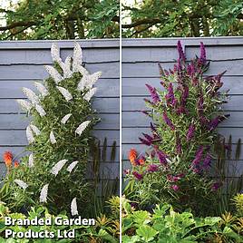 Buddleja Butterfly Towers Duo