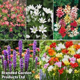Summer Saver Bulb 135 Collection