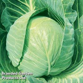 Cabbage Round Continuity Collection