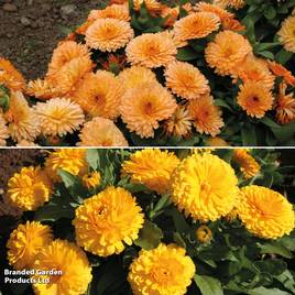 Calendula Bon Bon Mix