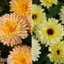 Calendula Bon Bon Mix
