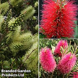 Callistemon Trio