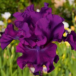 Iris Cantina (Re-Blooming)