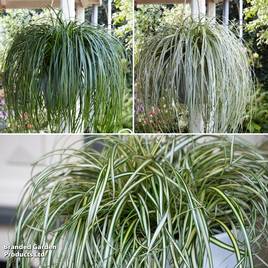 Carex Falls Trio